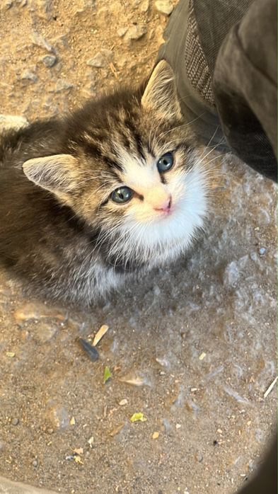 Котенок в добрые руки