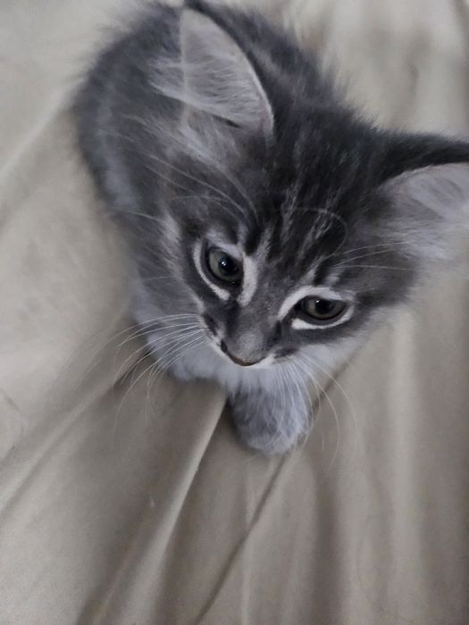 Отдам котят в хорошие руки