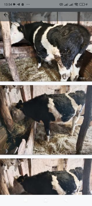 Продается стильная тёлка