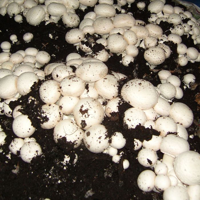 Folie albă-neagră 5010 Plastika Kristis