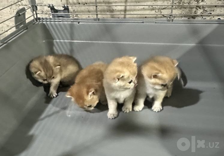 4 котят порды Шиншилла (100%)