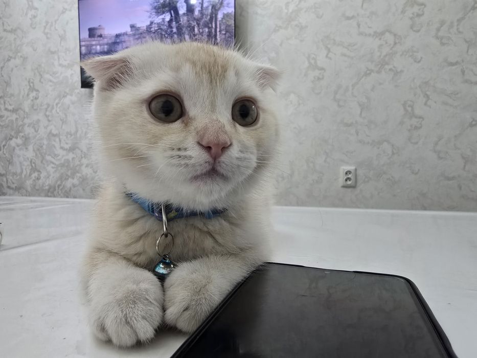 Шотландский вислоухий кобель 3-месячного кобеля.