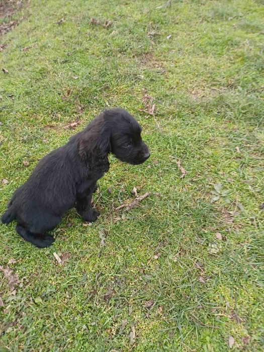 3 кученца курцхаар/кокер