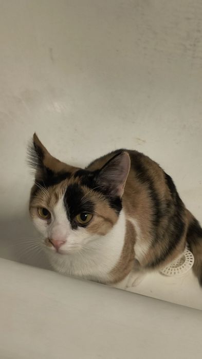 Pisica Calico 1 an sterilizata