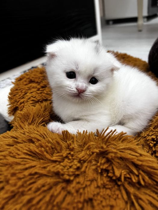 Кошки милые Скоттиш фолд Британский