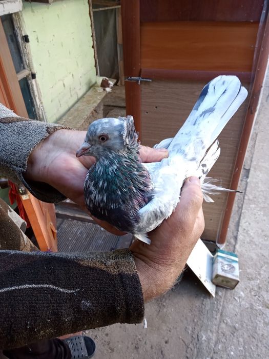 Обмен голубей 18 штук их