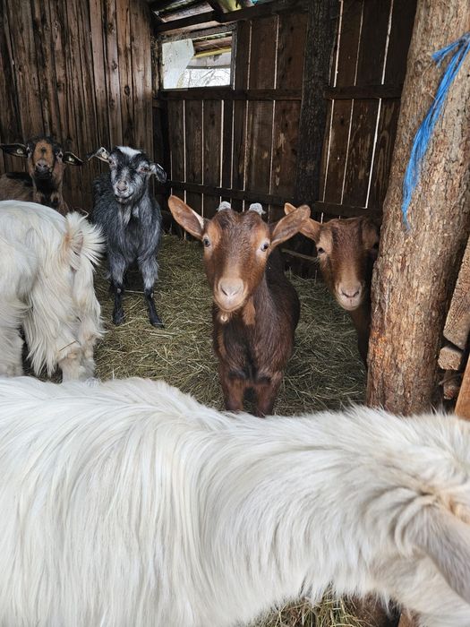 Vând.schimb iezii cu viței!!