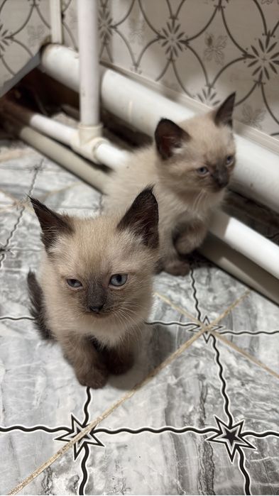 Продам катят не дорого
