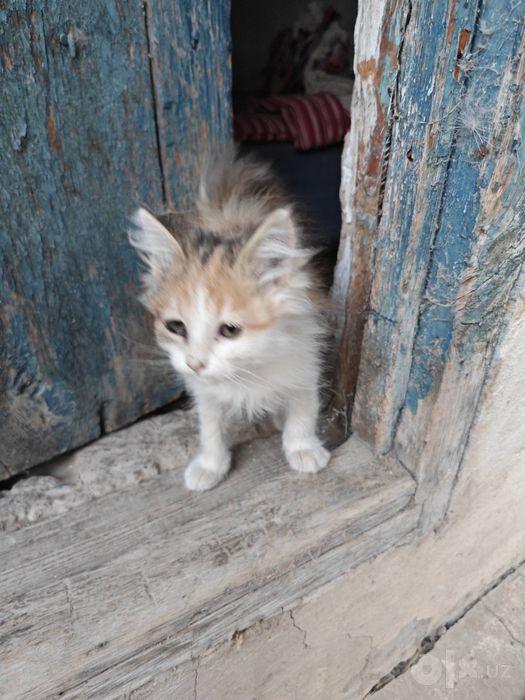 Котенок в добрые руки