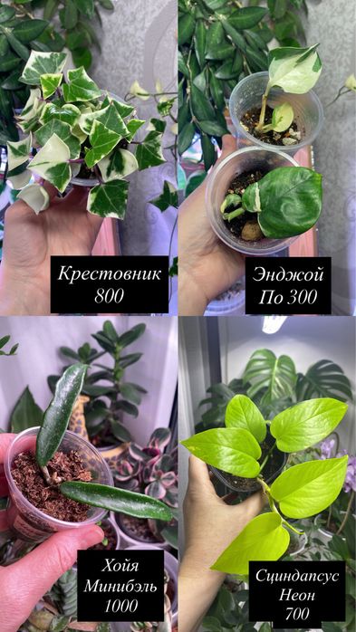 Укорененные черенки хой