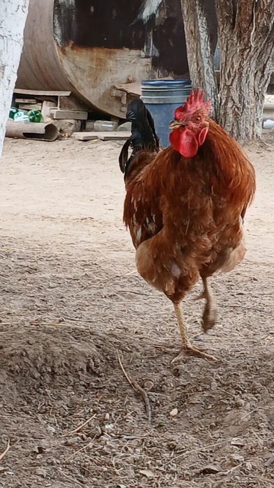 Продам 2 петух или обмен курица
