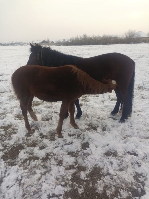 Сауын биелер тайларымен