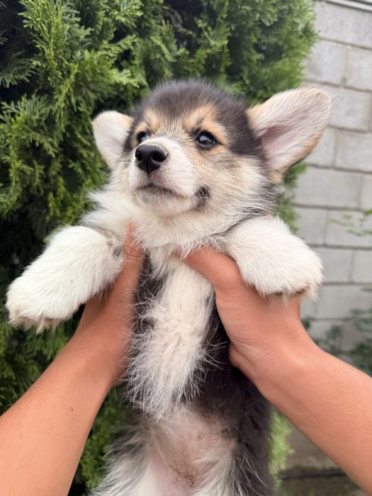 Вельш корги пемброк девочка
