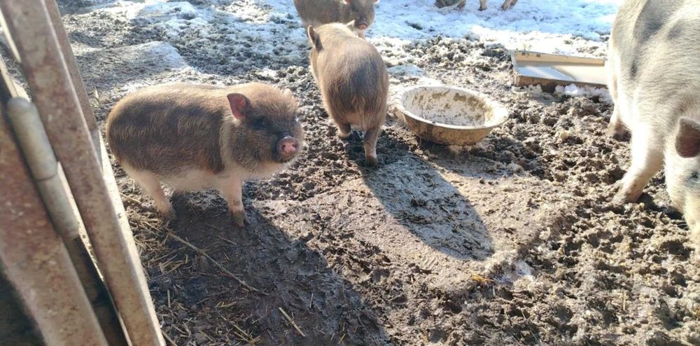 Виетнамски прасета