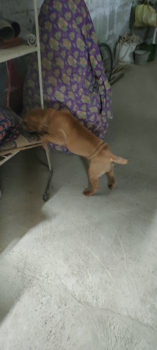 Paroda sharpey 1 yosh