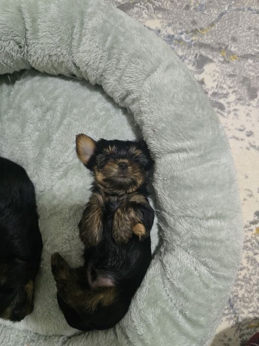 Йоркширский терьер