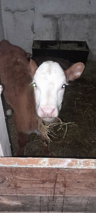 Тёлочка симентал