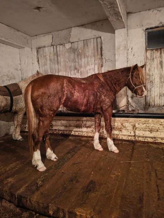 Продам коня, мерина 5 лет