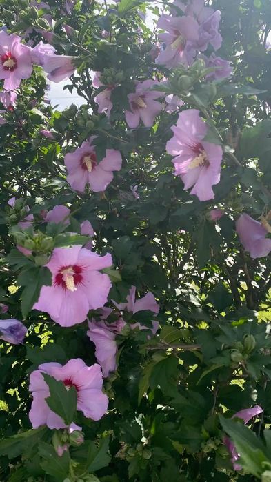 Продаются хоста и гибискус
