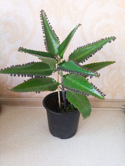 Продам лечебный каланхоэ