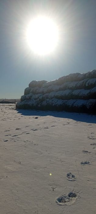 Продам сено в рулонах