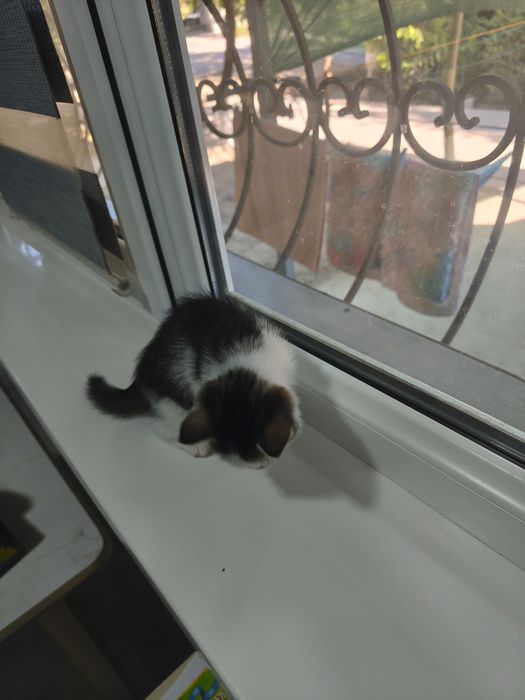 Отдам котят в хорошие руки