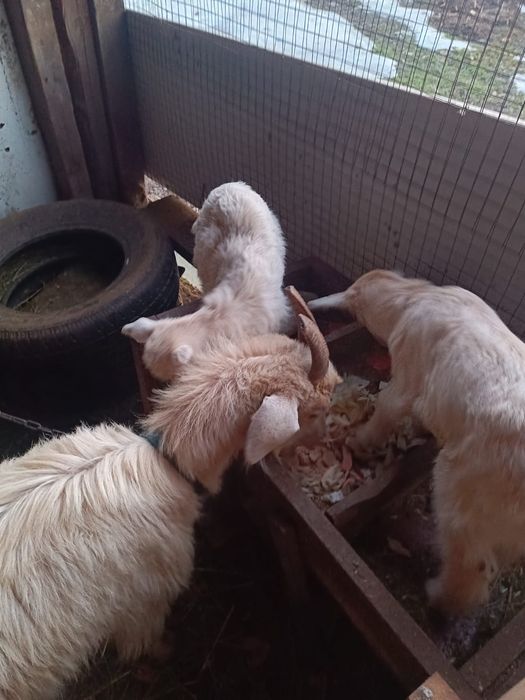 Ешкі лағымен сатылады