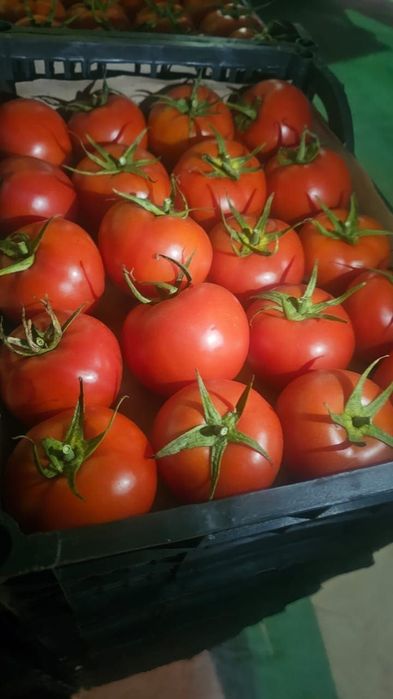 Помидор сотамиз оптомга Туркманистоники