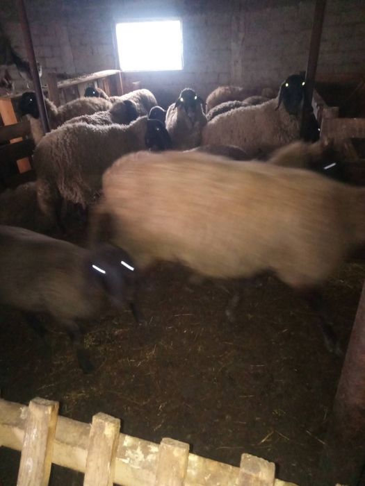 Vand oi carabase dobrotesti teleorman