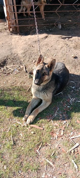 Продам немецкую овчарку