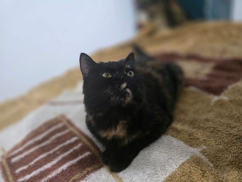 Отдам кошку в добрые руки