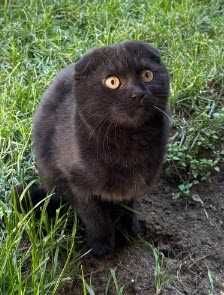 Фолд, вислоухий, очень воспитанный, послушная и умная, вид серьёзный