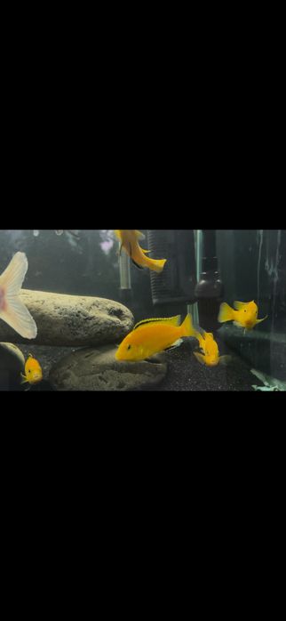 yellow toza qon oila