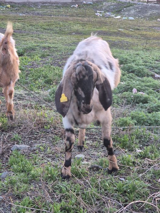 Продам козлят  девочки по 60 тыс каждая .пишите на вацапп