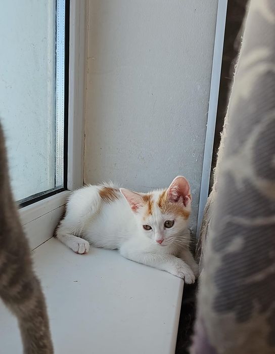 Отдам бесплатно кошек