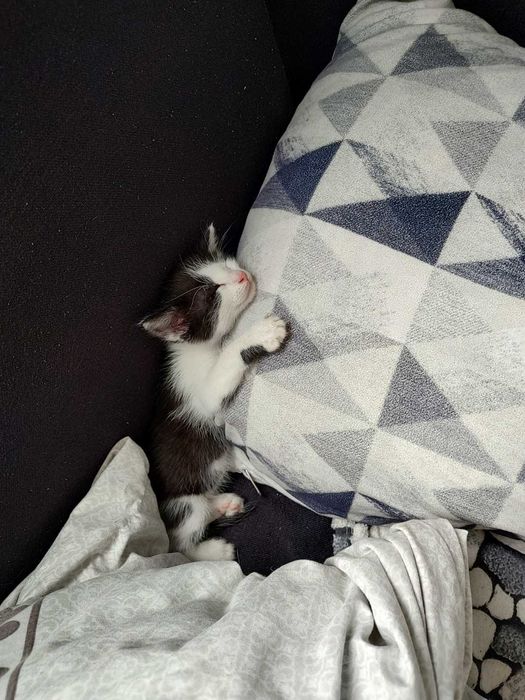 Котенце търси дом
