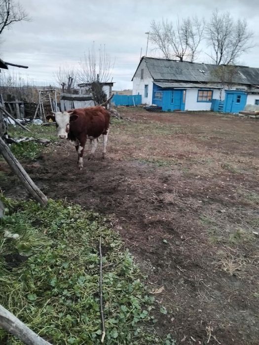 Продам бычка подсосник