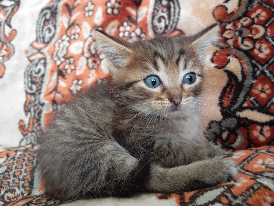 Отдам котят в добрые руки!