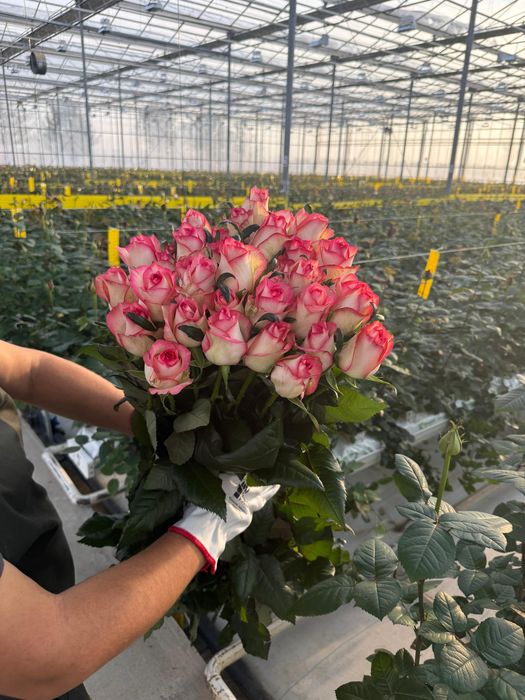 Свежесрезанные розы с теплицы