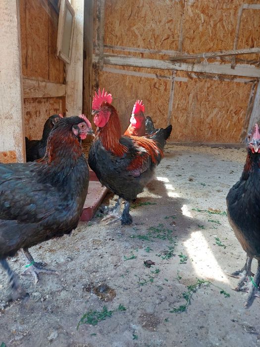 Продам инкубационные яйца