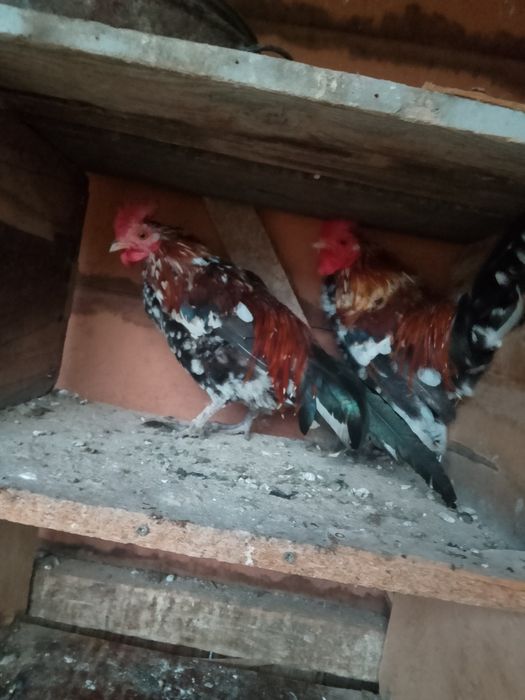 Vând cocoșei pitici