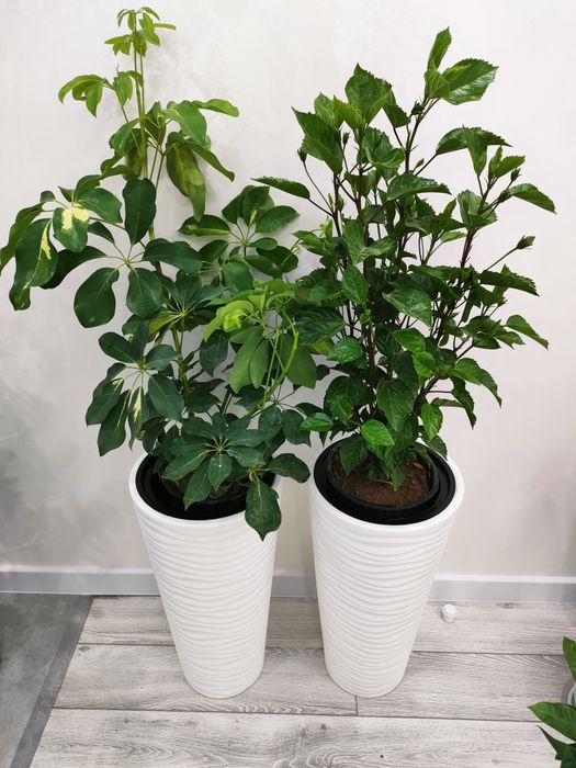 Цветы / растения домашние. Есть доставка