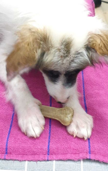 ищу дом для классных щенков