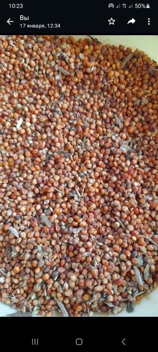 Продам  зерновое сорго