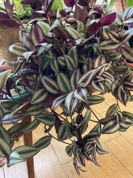 Aloe vera,yucca,tradescantia zebrina,suporturi pentru ghivece