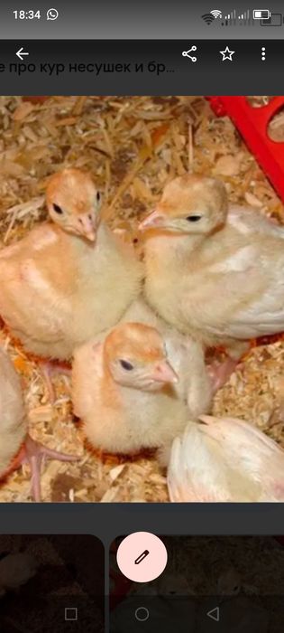 Продам бройлерных индюшат