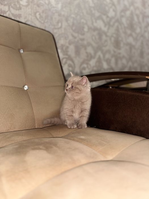 Скоттиш-страйт девочка, редкий голубой окрас