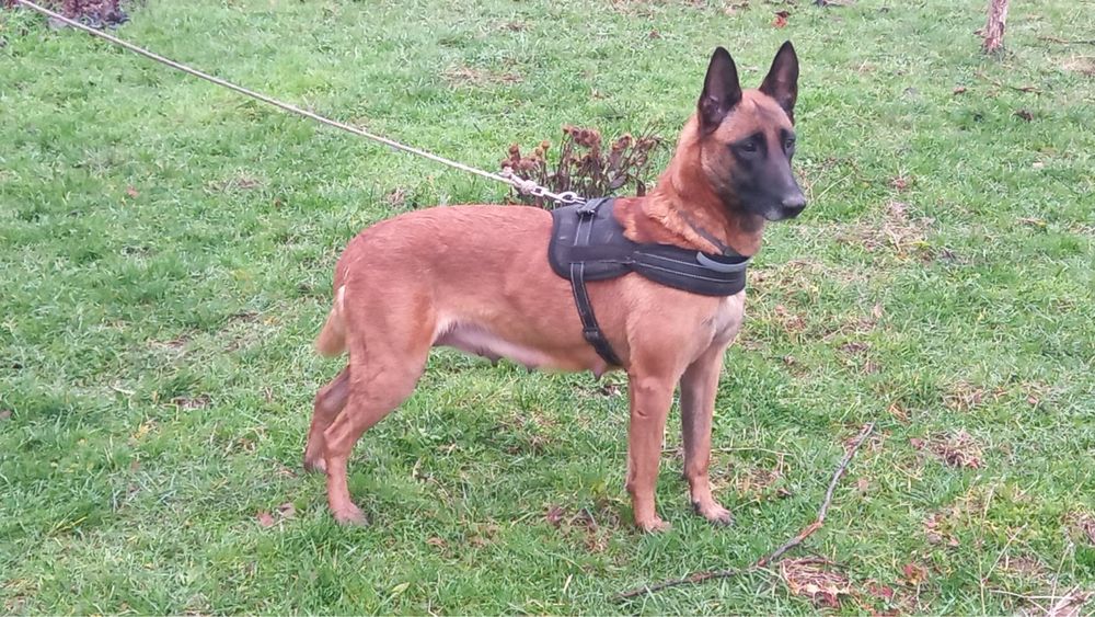 Подарявам кученца - белгийска овчарка (Малиноа) микс