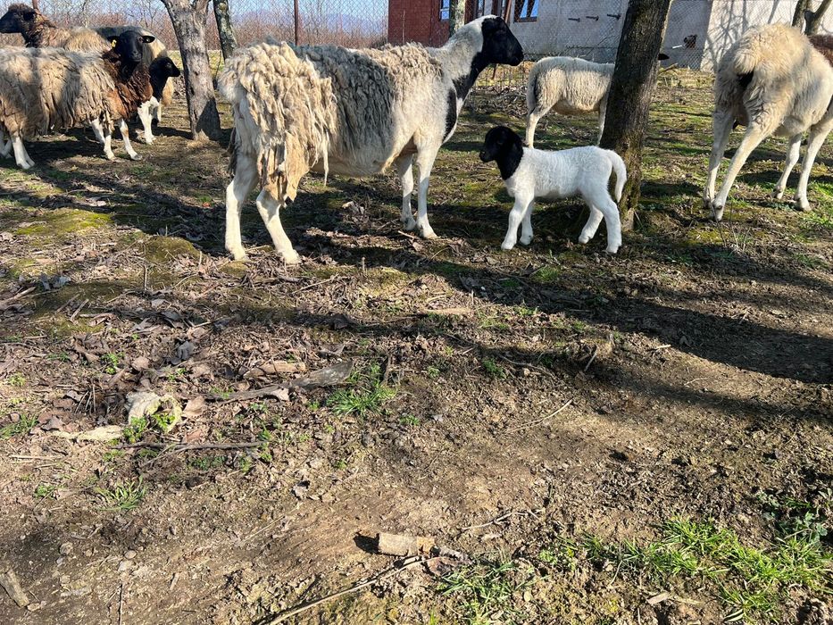 Vand oi / miele Dorper