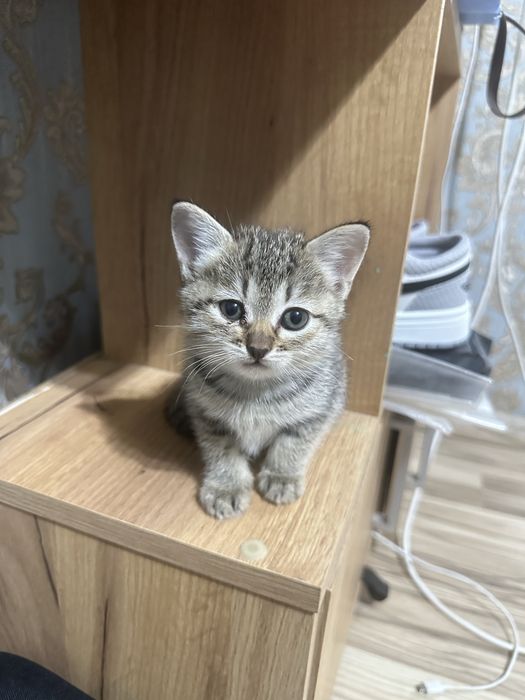 котята  британка